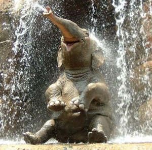 elefante-feliz